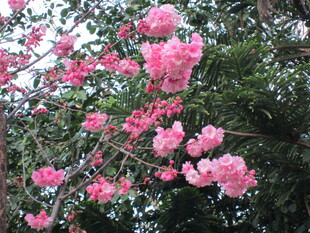 枝头绽放的娇艳粉色花朵