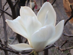 洁白玉兰花绽放枝头