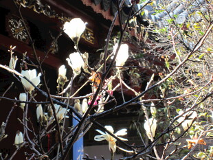 古建旁绽放的玉兰花