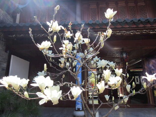 古宅旁绽放的玉兰花树