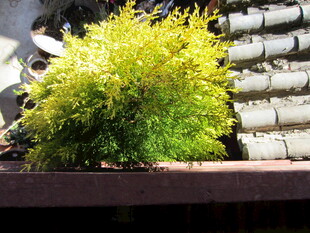 翠绿苔藓盆栽