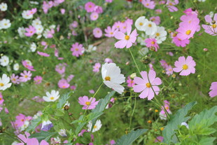 缤纷波斯菊绽放于绿野
