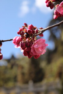 枝头绽放的娇艳粉色花朵