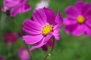 娇艳波斯菊绽放于绿野