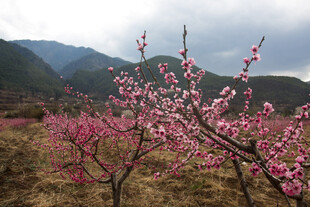 山间绽放的粉嫩桃花