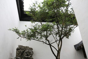 中式庭院绿植与石景