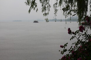 湖畔垂柳伴花景
