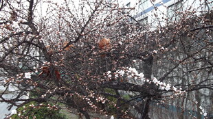 枝头残花伴光秃树枝