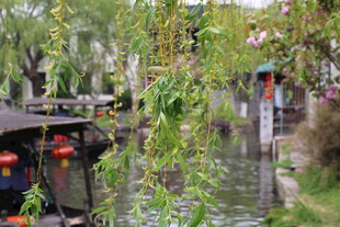 江南水乡垂柳下的悠悠河道
