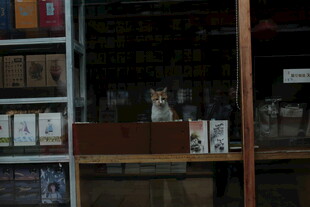 店内猫咪好奇张望