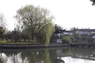 湖畔垂柳与中式建筑景观