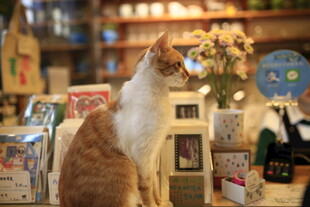 书店中的猫咪