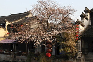 古巷繁花映中式建筑