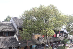 江南水乡古朴民居与绿树