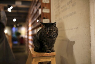 书架旁的黑猫