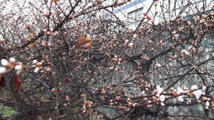 枝头残叶覆薄雪