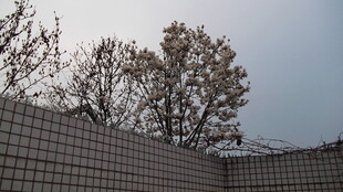 围墙后的树木与天空