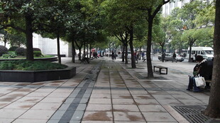 城市林荫下的静谧街道