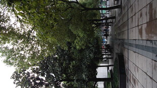 林荫下的砖石步道