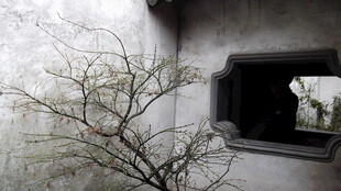 古墙孤枝 窗映自然景致