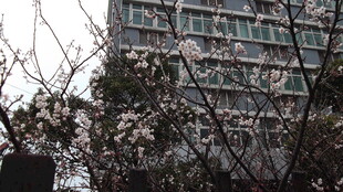 高楼旁绽放的烂漫樱花