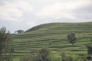翠绿山坡梯田景观