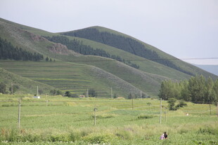 草原风光 一人漫步绿野