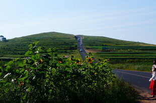 公路旁绿意盎然的风景