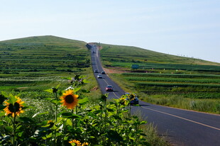 田园公路旁的灿烂向日葵