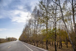 公路旁林立的树木