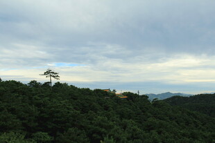 山顶孤树伴云海美景