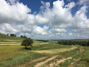 广袤田野风光