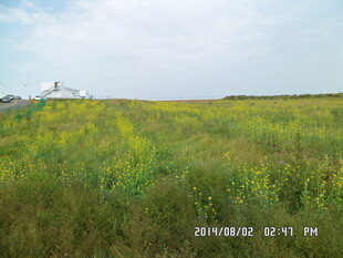 广袤田野上的灿烂黄花