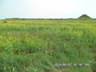 广袤绿野中的灿烂黄花