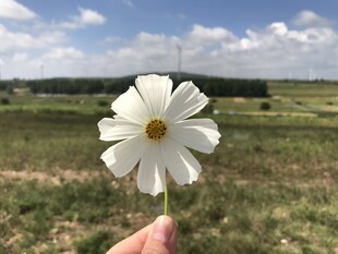 手持白花于绿野蓝天间