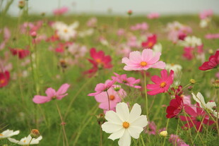 缤纷格桑花绽放原野