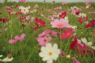 绚烂格桑花海