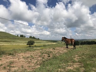 草原骏马 蓝天白云美景