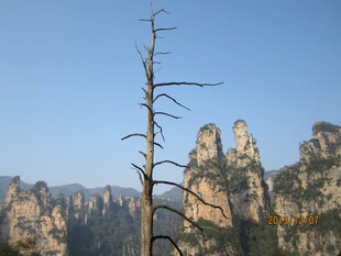 张家界奇峰与枯树景观