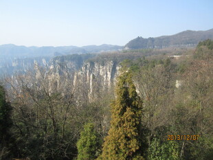山林景观 挺拔树木与远山