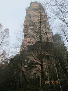 张家界奇峰屹立于林间