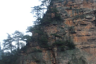 陡峭山崖上的翠绿树木