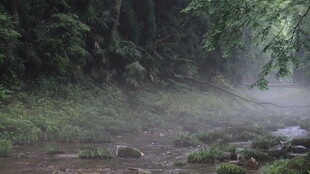 山林间的氤氲雾气景象