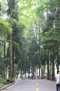 林荫小道上的漫步场景