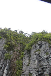 陡峭山崖上的繁茂植被