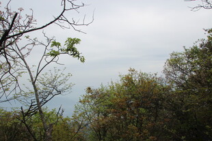 山林景致 枝叶繁茂