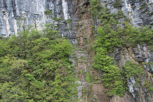 山间峭壁绿植覆盖景象