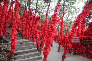 红绸祈福树 山间祈愿景