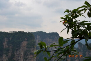张家界奇峰与前景绿植