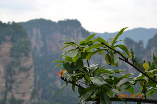 张家界景色中翠绿枝叶特写